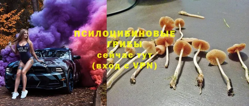 где можно купить   Лахденпохья  Галлюциногенные грибы Cubensis 